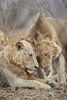 Lying On Front Prints: Two lions (Panthera leo) greeting each other, Kruger National Park, South Africa, Africa