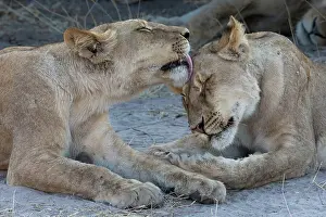 Female Animal Prints: Lions (Panthera leo) grooming, Chobe National Park, Botswana, Africa