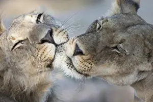 Big Cat Prints: Lions (Panthera leo) grooming, Kgalagadi Transfrontier Park, South Africa, Africa