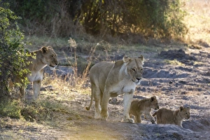 Typically African Prints: Lions (Panthera leo), Khwai Conservation Area, Okavango Delta, Botswana, Africa