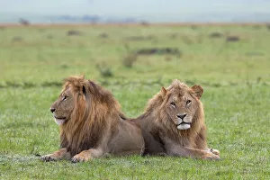 Strength Prints: Lions (Panthera leo), Masai Mara, Kenya, East Africa, Africa