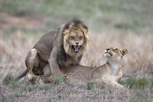 Safari Animals Gallery: Lions (Panthera leo) mating, Kgalagadi Transfrontier Park, Northern Cape, South Africa, Africa