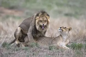 Northern Cape Prints: Lions (Panthera leo) mating, Kgalagadi Transfrontier Park