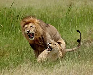 Male Animal Prints: Lions (Panthera leo) mating, Serengeti National Park, Tanzania, East Africa, Africa