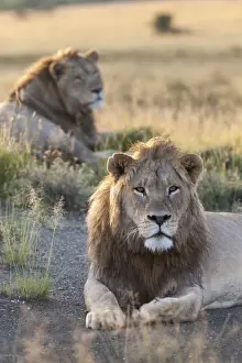 Big Cat Prints: Lions (Panthera leo), Mountain Zebra National Park, Eastern Cape, South Africa, Africa