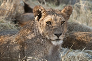 Animal Head Prints: Lions (Panthera leo), Okavango delta, Botswana, Africa