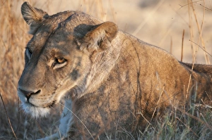 Lions (Panthera leo), Okavango delta, Botswana, Africa