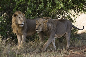 Panthera Prints: Two lions (Panthera leo) patrolling, Tsavo, Kenya, East Africa, Africa