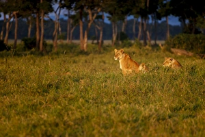 Small Group Of Animals Prints: Lions (Panthera leo) resting at sunrise, Masai Mara, Kenya, East Africa, Africa