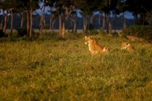 Images Dated 17th October 2010: Lions (Panthera leo) resting at sunrise, Masai Mara, Kenya, East Africa, Africa