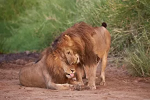 Lion Collection: Two lions (Panthera leo), Serengeti National Park, Tanzania, East Africa, Africa