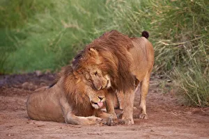 Wild Animals Prints: Two lions (Panthera leo), Serengeti National Park, Tanzania, East Africa, Africa