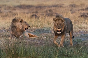 Lying On Front Prints: Two lions (Panthera leo) at sunset, Botswana, Africa
