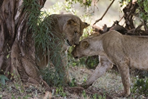 Panthera Prints: Two lions (Panthera leo) in tree shade, Tsavo, Kenya, East Africa, Africa