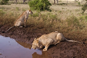 Panthera Prints: Two lions (Panthera leo) at a waterhole, one drinking, Tsavo, Kenya, East Africa, Africa