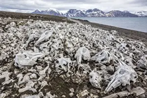 The End Prints: Littered beluga bones left by whalers (Delphinapterus leucas) at Ahlstrandhalvoya