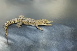 Small Prints: Little baby crocodile close up in selective focus