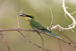 Foreground Focus Gallery: A little bee-eater (Merops pusillus) holding a cicada in its beack, Savuti, Chobe National Park