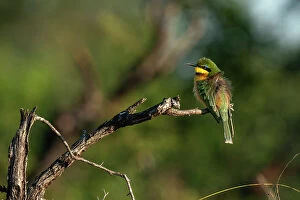 : Little Bee-eater (Merops pusillus), Sabi Sands Game Reserve, South Africa, Africa