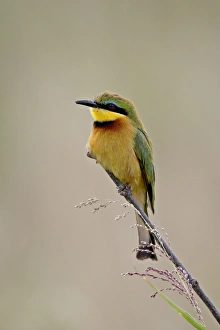 Images Dated 4th October 2007: Little Bee-Eater (Merops pusillus), Masai Mara National Reserve, Kenya