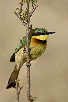 Images Dated 14th October 2006: Little bee-eater (Merops pusillus), Masai Mara National Reserve, Kenya