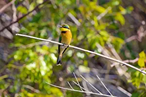 Rainforests Prints: Little Bee-eater, (Merops pusillus), perched on reed, Chobe National Park, Botswana