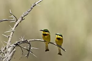 Images Dated 18th October 2006: Little bee-eater (Merops pusillus) pair