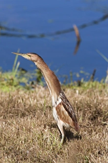 Neck Prints: Little bittern (Ixobrychus minutus)