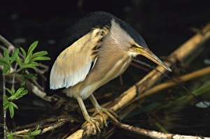 Lesbos Prints: Little bittern, Lesbos Island, Greece, Europe