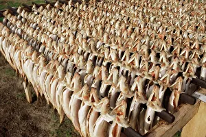 Northern Europe Prints: Little Bornhomers, smoked herrings, Bornholm, Denmark, Scandinavia, Europe