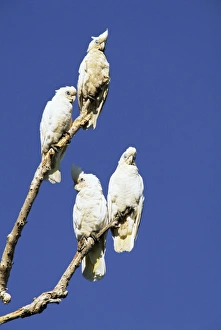 Kakadu Prints: Little Corellas, Cacatua pastinator, Yellow Waters, Kakadu National Park
