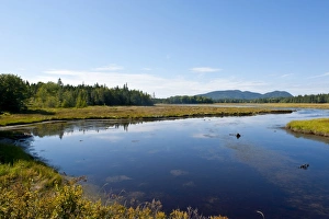 Meandering Prints: Little creek in the Acadia National Park