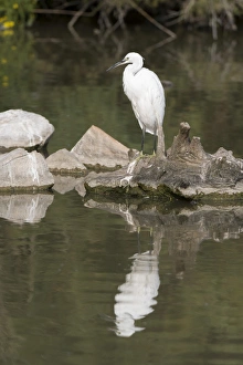 Little egret (Egretta garzetta), Camargue, Provence-Alpes-Cote d Azur, France, Europe
