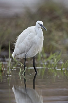 Little egret (Egretta garzetta), Kruger National Park, South Africa, Africa