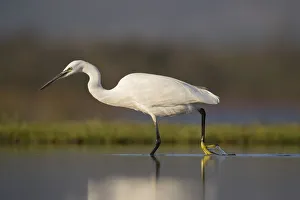 Wildlife Reserve Prints: Little egret (Egretta garzetta), Zimanga private game reserve, KwaZulu-Natal, South