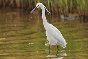 Shorebird Prints: A Little Egret (Egretta garzetta)
