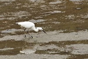 One Bird Collection: Little egret (Egretta garzetta) pulling a worm from mudflats at low tide