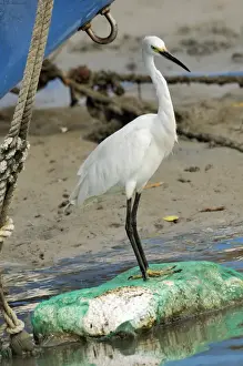 Taiwan Prints: Little egret (Egretta garzetta) scanning for fish from shoreline of tidal creek near fishing boats