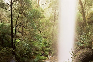Fern Prints: Little Falls, Alpine National Park, Victoria, Australia, Pacific