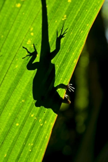 Praslin Prints: Little Gecko behind a illuminated palm leaf, Vallee de Mai, UNESCO World Heritage Site