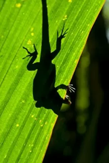 Little Gecko behind a illuminated palm leaf, Vallee de Mai, UNESCO World Heritage Site