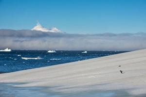 Flightless Bird Gallery: Little gentoo penguin walking on a glacier, Brown Bluff, Antarctica, Polar Regions