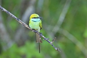 Little green bee-eater (merops orientalis), Yala National Park, Sri Lanka, Asia