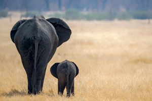 Immature Prints: Little and Large, elephant calf and mother, Hwange National Park, Zimbabwe, Africa