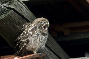 One Bird Only Prints: Little owl