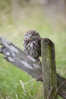 Images Dated 10th July 2009: Little owl (Athene noctua), captive, United Kingdom, Europe
