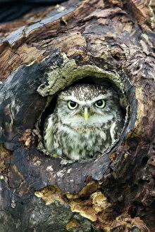 Wood Collection: Little Owl (Athene noctua), captive, Barn Owl Centre, Gloucestershire, England