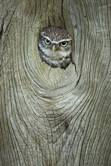 Part Of Prints: Little owl (Athene noctua), in captivity, Gloucestershire, England, United Kingdom