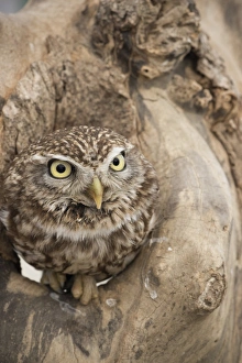 Bark Prints: Little owl (Athene noctua), Devon, England, United Kingdom, Europe