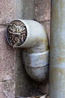 Small Prints: Little owl (Athene noctua) in drainpipe, captive, United Kingdom, Europe
